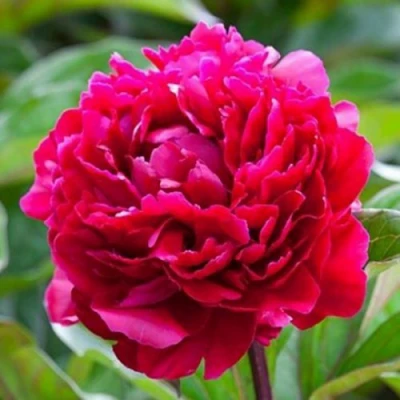 Пион МАДАМ ГОДИШО травянистый в Мичуринске