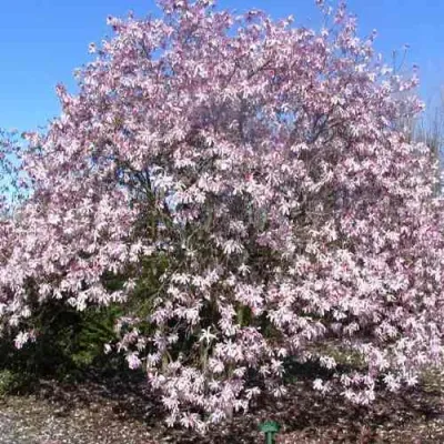 Магнолия РОЗЕЯ в Мичуринске