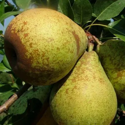 Груша ГЕНЕРАЛ ЛЕКЛЕРК в Мичуринске