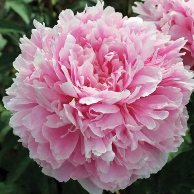 Пион ПИЛЛОУ ТОК травянистый в Мичуринске