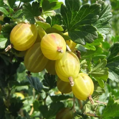 Крыжовник БЕРИЛЛ в Мичуринске