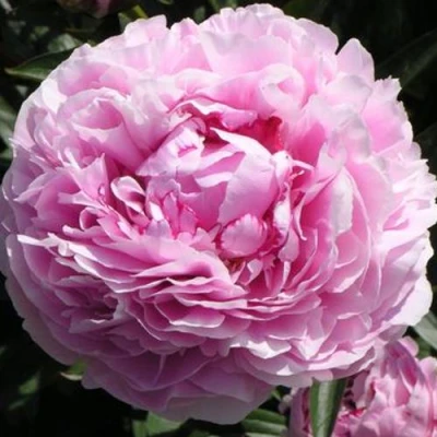 Пион ША-ЛА травянистый в Мичуринске