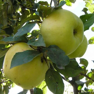 Яблоня Антоновка Обыкновенная в Мичуринске