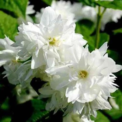 Жасмин ДАМ БЛАНШ в Мичуринске