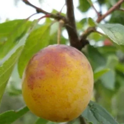 Слива ЯХОНТОВАЯ в Мичуринске