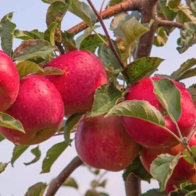 Яблоня РОЖДЕСТВЕНСКОЕ в Мичуринске