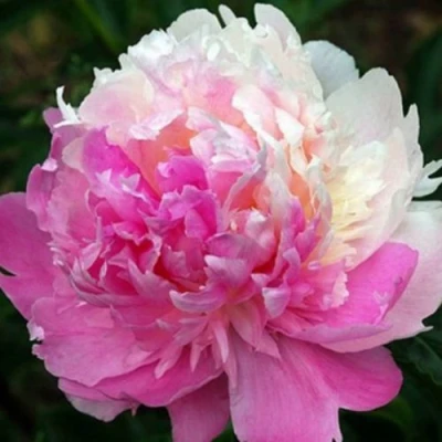 Пион МИСТЕР ЭД травянистый в Мичуринске