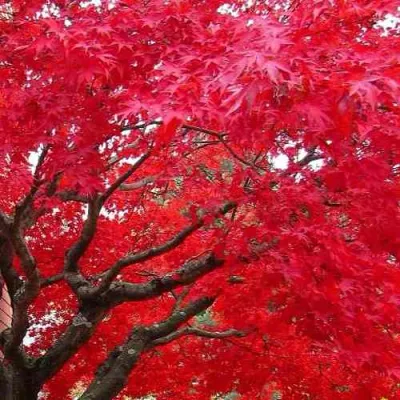 Клен гиннала  в Мичуринске