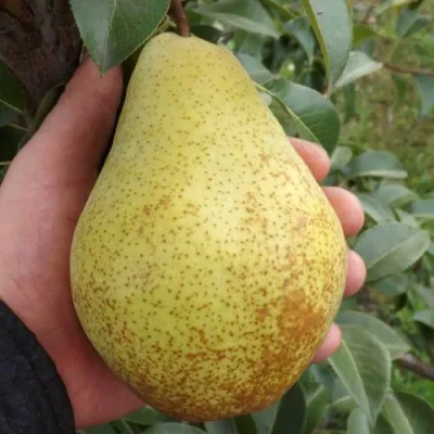 Груша ГЕНЕРАЛ ЛЕКЛЕРК в Мичуринске