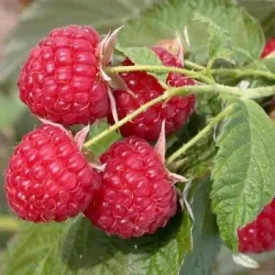 Малина СОЛНЫШКО в Мичуринске