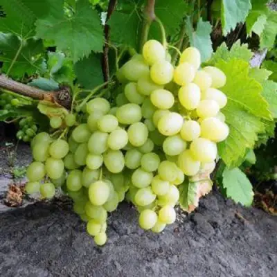 виноград Надежда Аксайская