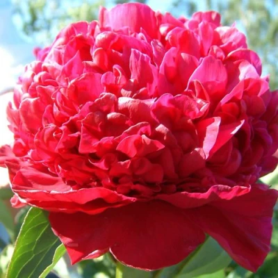 Пион ИНСПЕКТОР ЛАВЕРН травянистый в Мичуринске