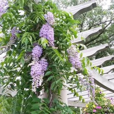 Глициния макростахия БЛЮ МУН в Мичуринске