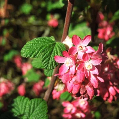Смородина кроваво-красная ПУЛБОРО СКАРЛЕТ  в Мичуринске