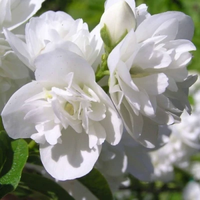 Жасмин ЖИРАНДОЛЬ в Мичуринске