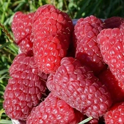 малина Самосвал