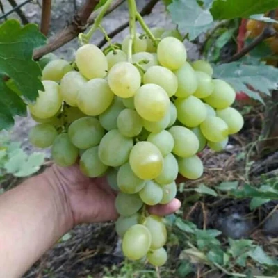 Виноград ВАНЮША в Мичуринске