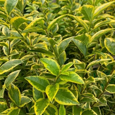 Бирючина АУРЕУМ овальнолистная в Мичуринске