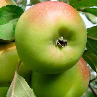 Яблоня БРАТ ЧУДНОГО стелющаяся в Мичуринске