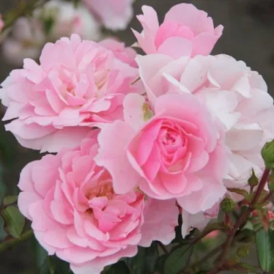 Роза БОНИКА флорибунда в Мичуринске