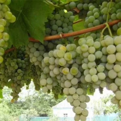 Виноград АНАНАСНЫЙ РАННИЙ в Мичуринске