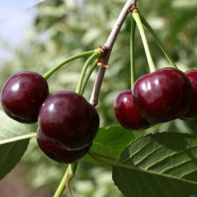 Вишня ЖАДАНА в Мичуринске