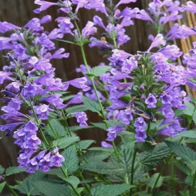 Котовник БЛЮ ДРИМС полусидячий в Мичуринске