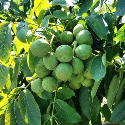 Грецкий орех  ИЗЯЩНЫЙ в Мичуринске