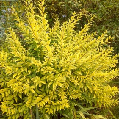 Бирючина АУРЕА обыкновенная в Мичуринске