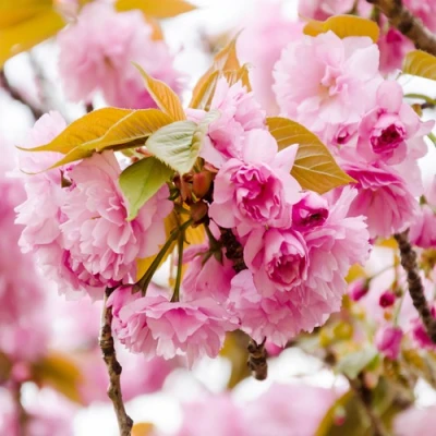 Сакура КАНЗАН в Мичуринске