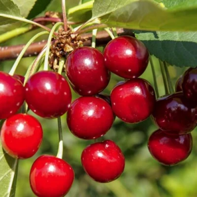 Вишня ЛЮБСКАЯ в Мичуринске