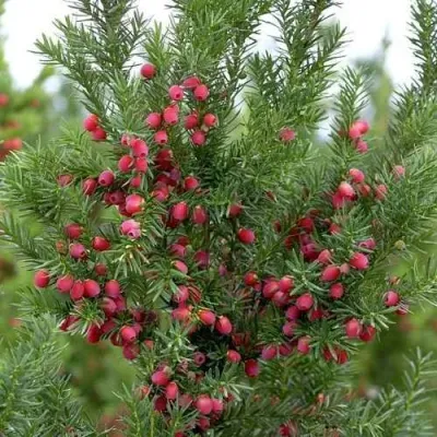 Тис ХИКСИ средний в Мичуринске