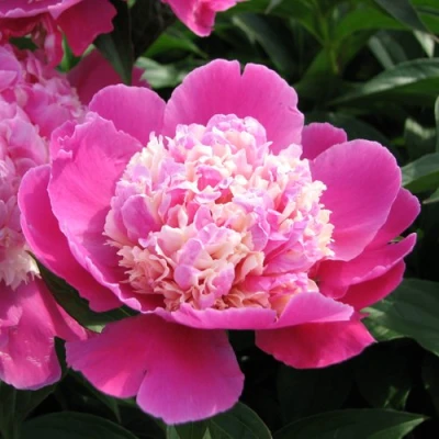 Пион КОРА СТАББС травянистый в Мичуринске