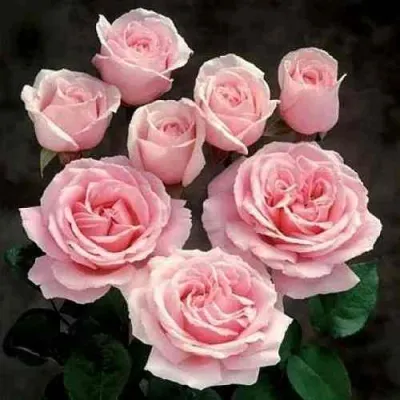 Роза ФРЕДЕРИК МИСТРАЛЬ чайно-гибридная в Мичуринске