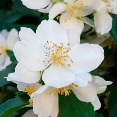 Жасмин ЮСТИНКА в Мичуринске