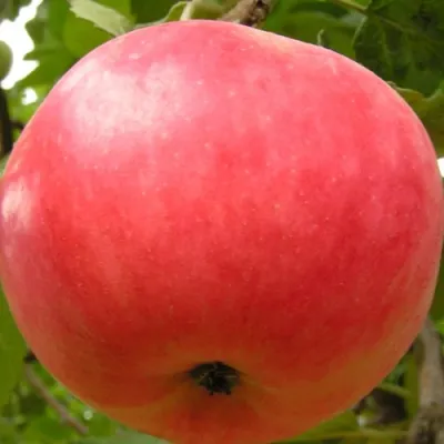 Яблоня СУЙСЛЕПСКОЕ (МАЛИНОВКА) в Мичуринске