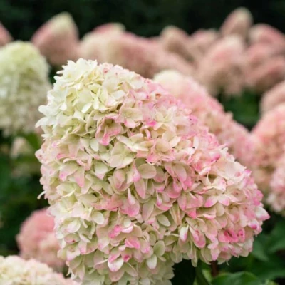 гортензия саммер лав