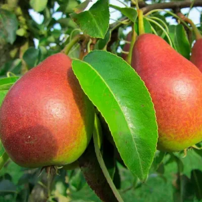 Груша ГЕРА в Мичуринске