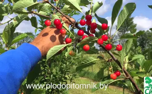 Превью видео