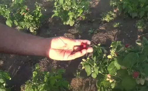 Превью видео