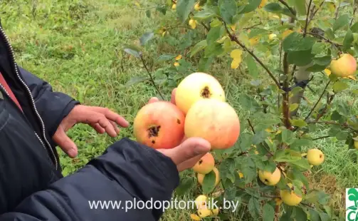 Превью видео