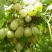 Крыжовник ИНВИКТА в Мичуринске