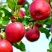 Яблоня МОДИ в Мичуринске