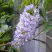 Глициния макростахия БЛЮ МУН в Мичуринске