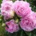 Пион ДИННЕР ПЛЕЙТ травянистый в Мичуринске