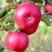 Яблоня АЙДАРЕД в Мичуринске