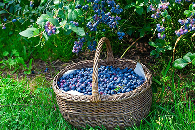 Голубика садовая — источник полезностей. Правильная посадка — залог хорошего урожая