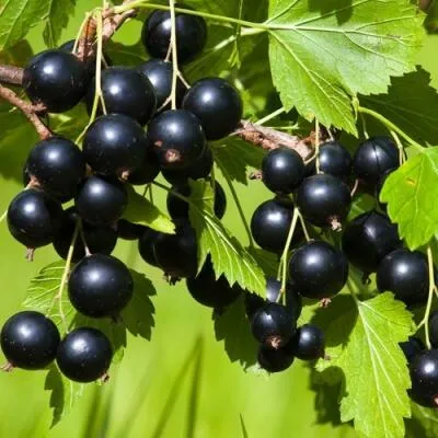 Саженцы смородины оптом в Мичуринске