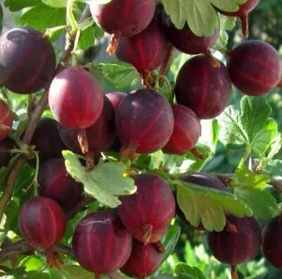 Cаженцы крыжовника оптом в Мичуринске