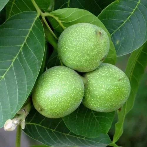 Грецкий орех ЮРИЙ ГАГАРИН в Мичуринске